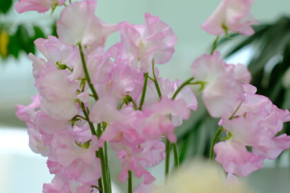 ピンク色のスイートピーの花