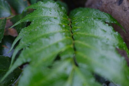 水滴の付いた植物