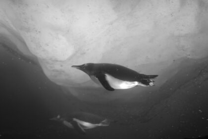FUJIFILM X-T50のモノクロで撮影した名古屋港水族館のペンギン